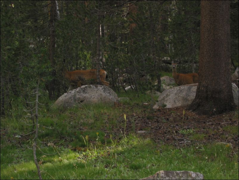 2005-08-20 Lyell (59) Deer very tame